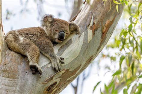 The meaning and symbolism of the word - «Koala»