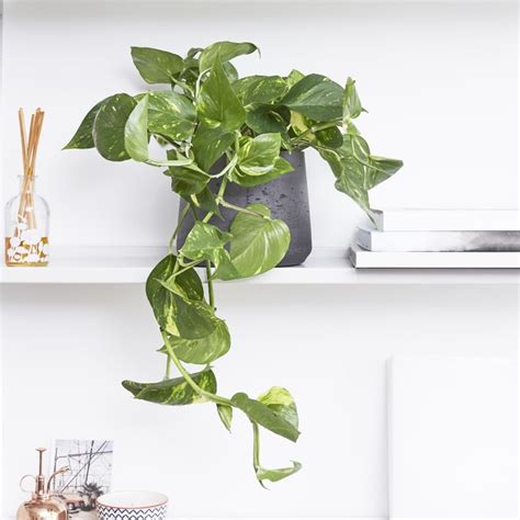 All About Pothos Houseplants — Seattle's Favorite Garden Store Since ...