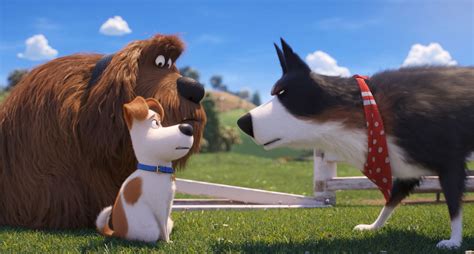 Review: There’s not much bite in The Secret Life of Pets 2 - The Globe ...