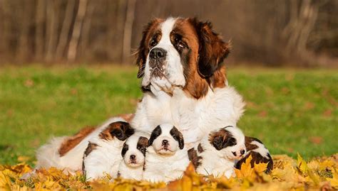 Saint Bernard Dog Breed Profile – Top Dog Tips