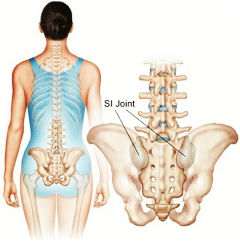 Anatomy Pictures Of Lower Back And Hip Bones Of The Pelvis And Lower ...