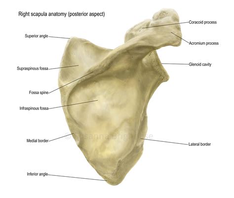 Scapula Diagram Labeled