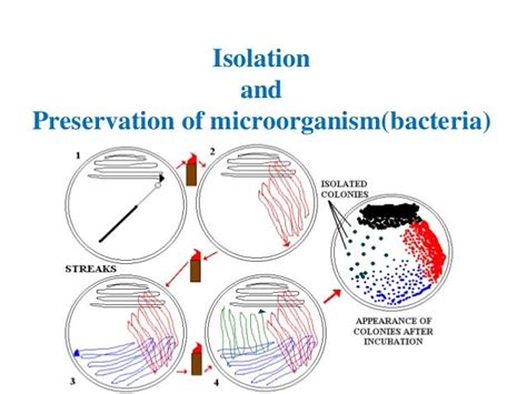 Isolation and preservation of microorganism bacteria