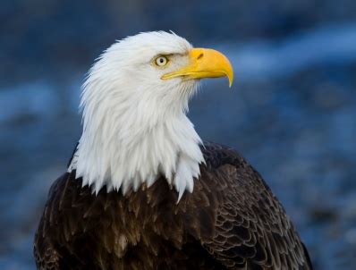 Bald Eagle Facts for Kids | North American Birds