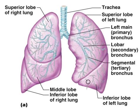 CLASS BLOG: BIO 202 Respiratory System KEY