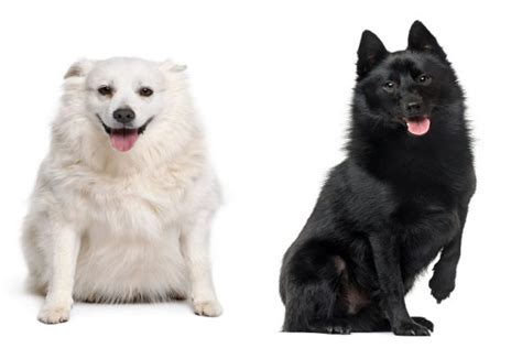 Schipperke Colors | Characterstics and More