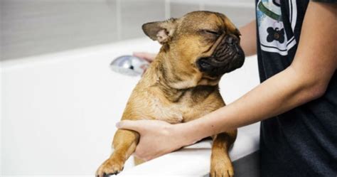 Grooming Tips For Your Bulldog | Huskerland Bulldogs | Puppies On Sale