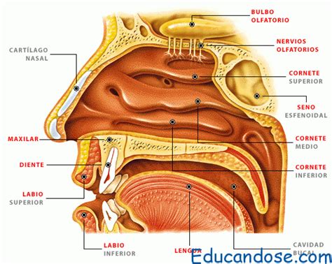 ? Fosas Nasales Anatomía y Funciones ? | Educándose En Línea