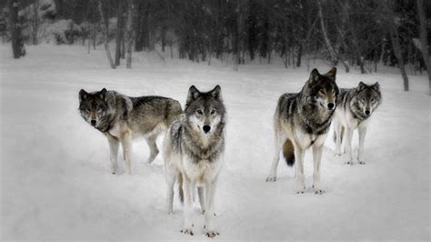 Wolf Pack | Documentary Heaven