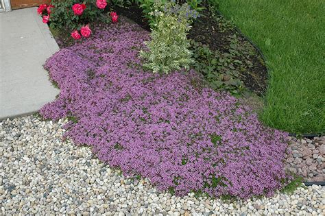 Red Creeping Thyme (Thymus praecox 'Coccineus') in Inver Grove Heights ...