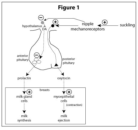 Prolactin (Lactogenic Hormone)