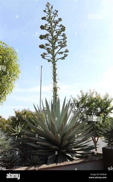 Agave sisalana Perrine or also known as Agave sisalana - Sisal with ...