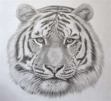 Pencil Drawings Of Lions And Tigers - pencildrawing2019