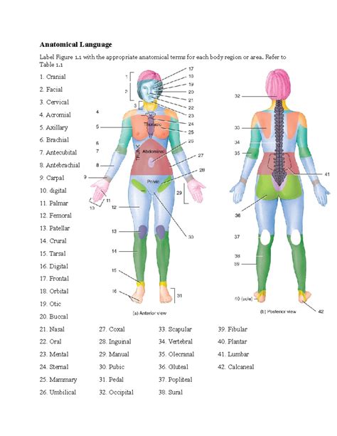 Anatomy And Physiology Labeling Games