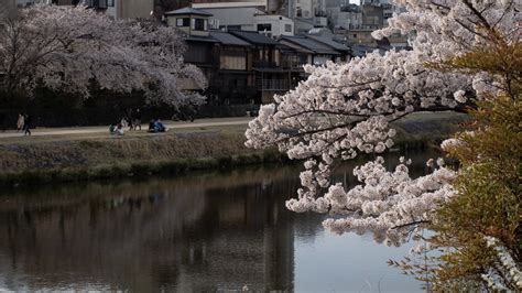 Our “Spring in Kyoto” itinerary