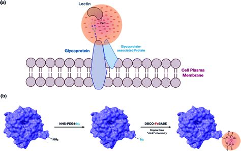 Cell Membrane Glycoprotein