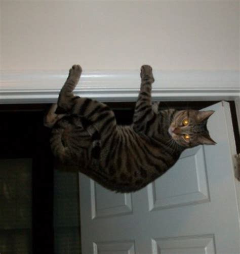 "Cats Who Love Lying Upside Down: Adorable cats You’ll Love"