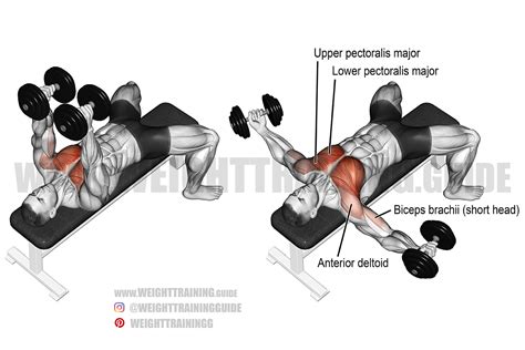 Dumbbell fly exercise instructions and videos | Weight Training Guide