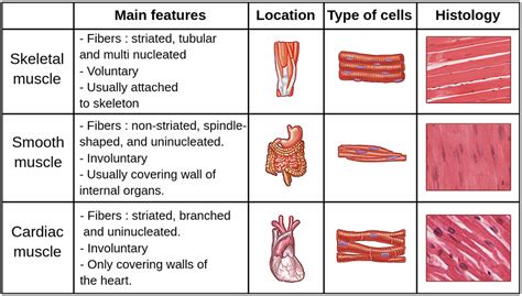 Are muscles with no bone origin or insertion considered skeletal ...