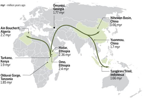 Homo Erectus Migration