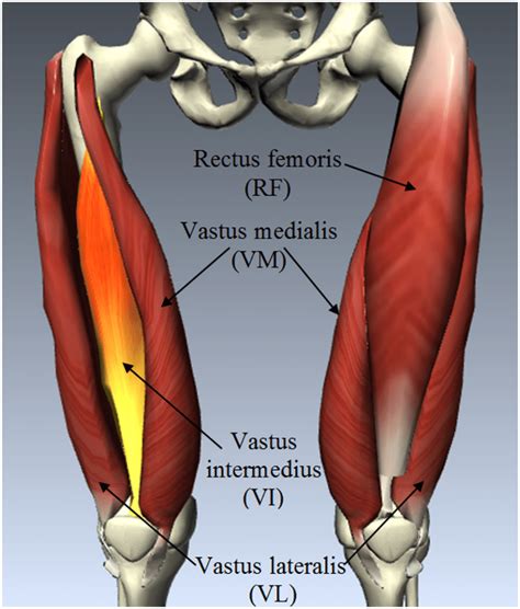 Leg Muscle And Tendons Anatomy Quadriceps Femoris Muscle Anatomy | The ...