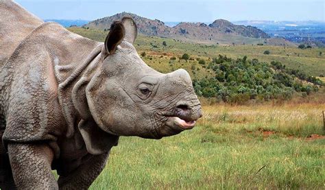 Javan Rhinoceros: Facts, Habitat, Behavior, and Conservation