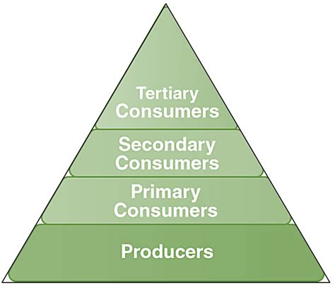 Ecological Pyramid - Definition, Types, Importance, Limitations ...