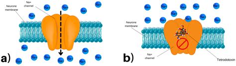 Marine Drugs | Free Full-Text | An Updated Review of Tetrodotoxin and ...