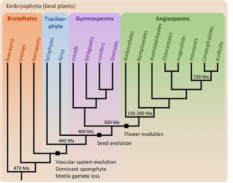 Phylogenetic tree showing the relationship between extant bryophytes ...