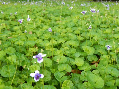 Flowering Ground Covers | Miss Smarty Plants