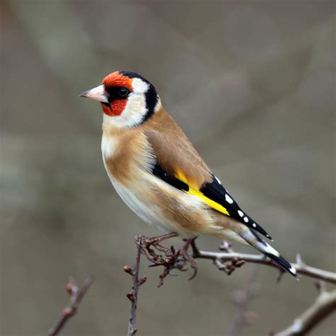 Goldfinch wallpapers, Animal, HQ Goldfinch pictures | 4K Wallpapers 2019