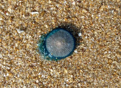 7 Astounding Facts About the Blue Button Jellyfish - 30A