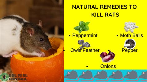 Natural Remedies To Get Rid Of Rats - House for Rent