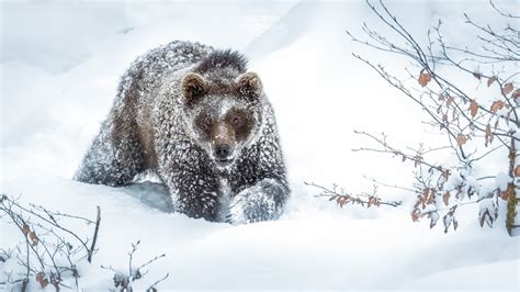 Winter Wildlife Photo Contest Winners - VIEWBUG.com