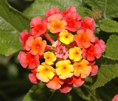 Lantana camara (Verbenaceae) image 186152 at PhytoImages.siu.edu