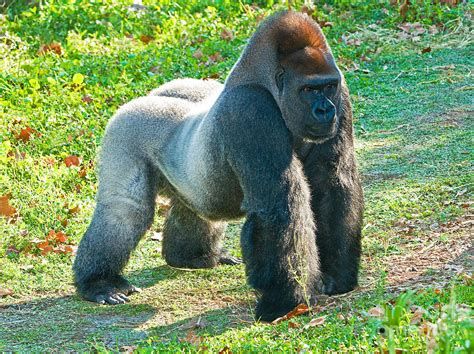 Western Lowland Gorilla Photograph by Millard H. Sharp - Pixels