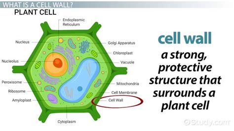 Cell Wall - Biology Simple