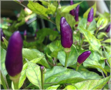 Kanthari Chilli Purple (Bird Eye Chilli / Kanthari Mulaku) - (Pack of ...