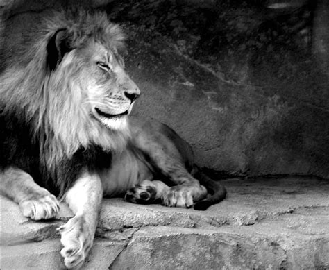 Black and White Lion Wallpapers - Top Free Black and White Lion ...