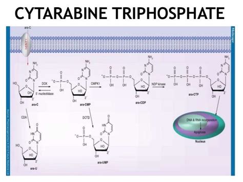 Cytarabine