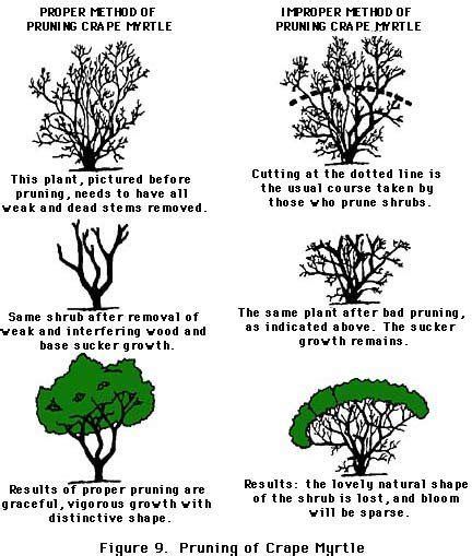 figure 9, pruning of Crape Myrtle | Myrtle tree, Landscaping trees ...