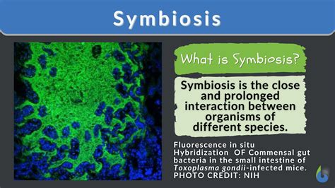 What Is Symbiosis Explain With Example