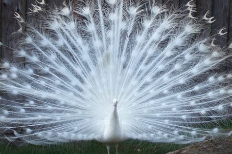 🔥 [70+] White Peacock Wallpapers | WallpaperSafari