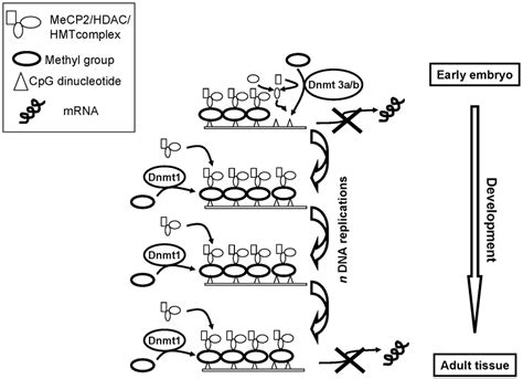 Gene silencing by DNA methylation. Gene expression is silenced in the ...