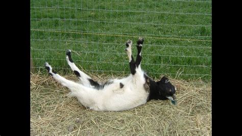 40 best Fainting Goats images on Pinterest | Fainting goat, Goats and Goat