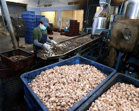 The Technology of Cashew Nut Processing in Vietnam 2020