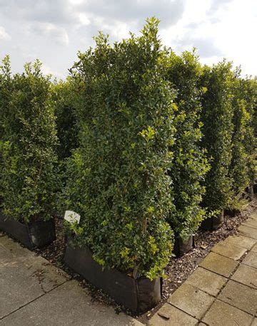 Holly Instant Hedge 1m Long (90 Litres) | Hedging UK