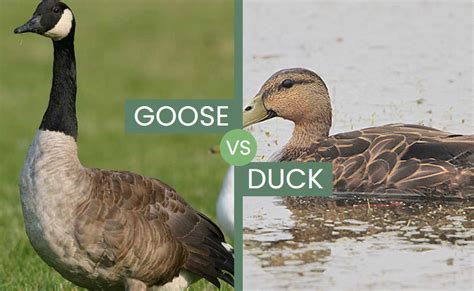 Goose vs Duck – Are There Any Similarities?