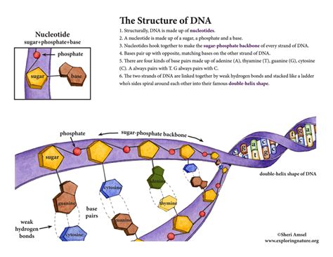 DNA - Structure and Function