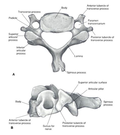 Je suis 'alia aqilah, et vous? =): Cervical Vertebrae =)